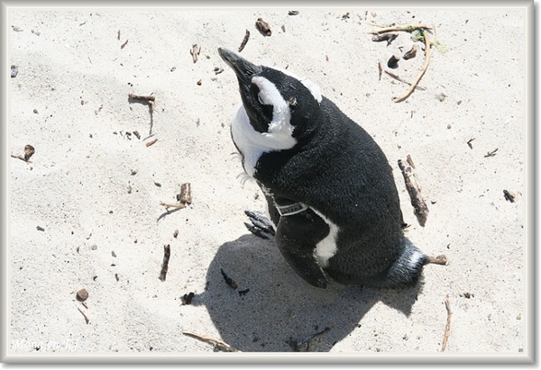 sizedzuid africa 055