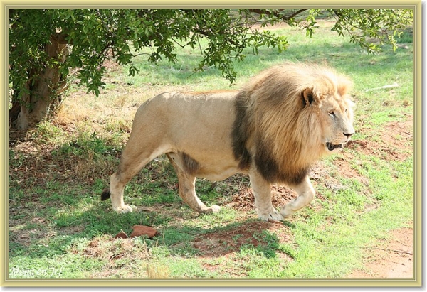 sizedzuid africa 191