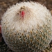 epithelantha  .micromeris