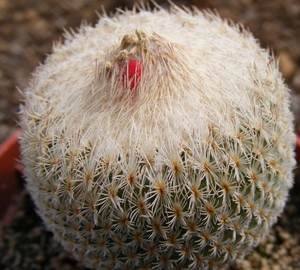 epithelantha  .micromeris