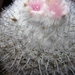 epithelantha  ungespina.  2