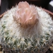 epithelantha .densespina.  2