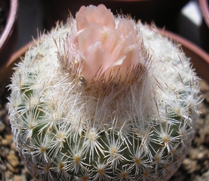 epithelantha .densespina.  2