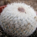 epithelantha.bokei.  2