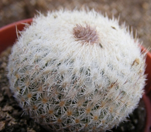 epithelantha.bokei.  2