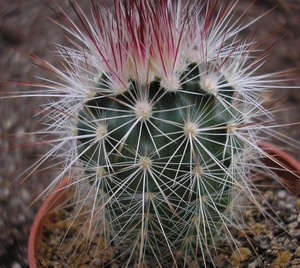 escobaria .tuberculosa