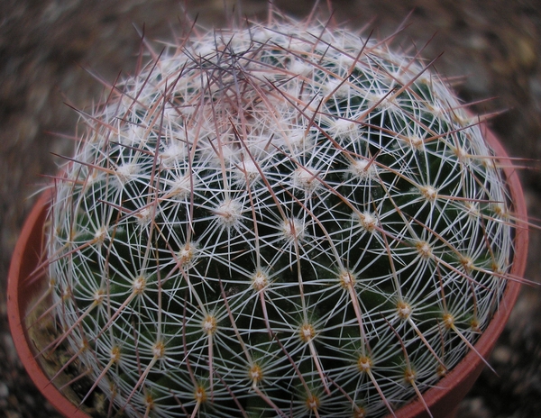 escobaria .tuberculosa.v.gigantea