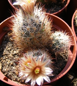 escobaria. emskoetteriana