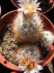 escobaria. emskoetteriana.                            2