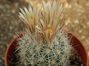 escobaria  lloydii