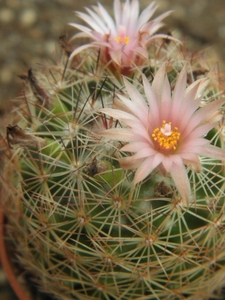 escobaria chihuahuansis.                                         