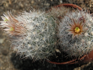 escobaria  dasyacantha  ss 907  ( presidio  co tex )             