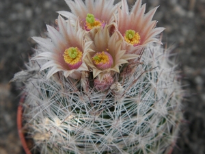 escobaria  dasyacantha.                                   1