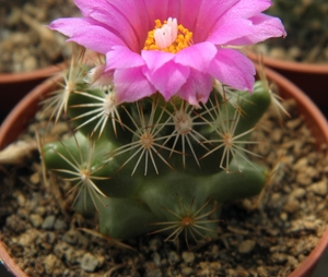 escobaria  hesteri