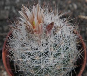 escobaria  lloydii