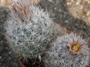 escobaria dasyacantha   sb 907  ( presidio co tex )