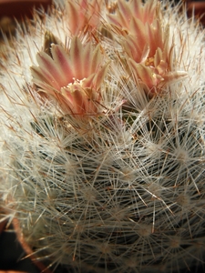 escobaria  albispina   ( zacatecast )                            