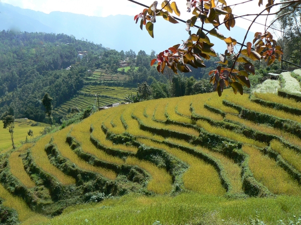 Sikkim