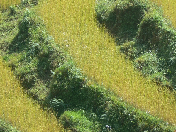 Sikkim