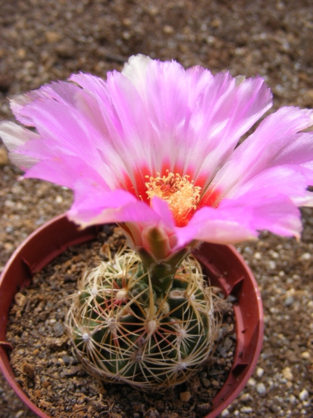 thelocactus   schwarzii