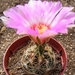 thelocactus   schwarzii                           2