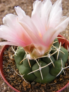 thelocactus  hexaedrophorus  (buenavista  slp ).                 