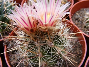 thelocactus  lausseri