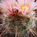 thelocactus  lausseri.                            2