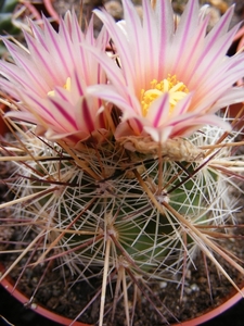 thelocactus  lausseri.                            2