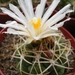 thelocactus  lloydii