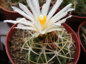 thelocactus  lloydii