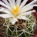 thelocactus  lloydii.                                            