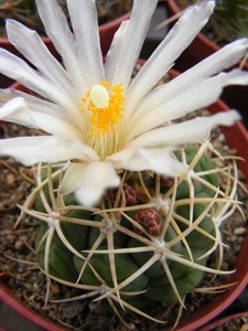 thelocactus  lloydii.                                            