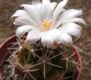 thelocactus  tulensis