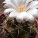 thelocactus  tulensis.                                           