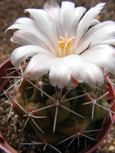 thelocactus  tulensis.                                           