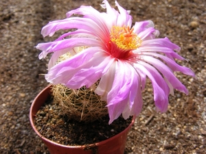 thelocactus  wagnerianus