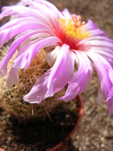 thelocactus  wagnerianus.                                        