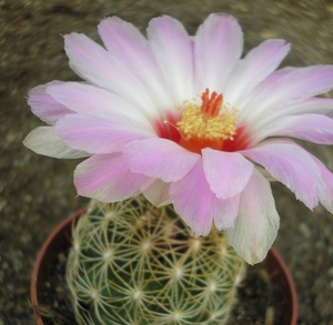 thelocactus .flavidispinca    4