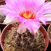 thelocactus  bicolor. v . potssii