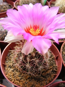 thelocactus  bicolor. v . potssii