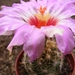 thelocactus  flavispinus.                                      2