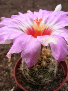 thelocactus  flavispinus.                                      2