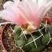 thelocactus  hexaedrophorus  (buenavista  slp )