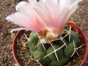 thelocactus  hexaedrophorus  (buenavista  slp )