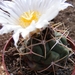 thelocactus. hetrochomus. v . fossulatus.                        