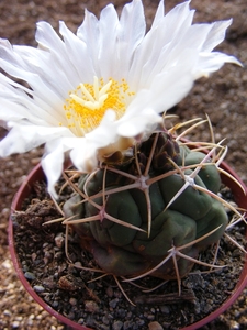 thelocactus. hetrochomus. v . fossulatus.                        