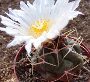 thelocactus. hetrorchomus. v . fossulatus