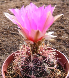 thelocactus.bicolor . v . pottsii