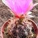 thelocactus.bicolor . v . pottsii.                             2